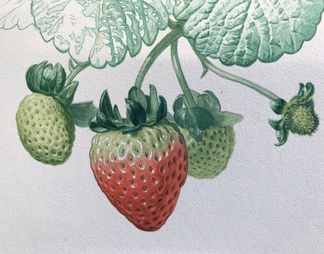 草莓装饰画