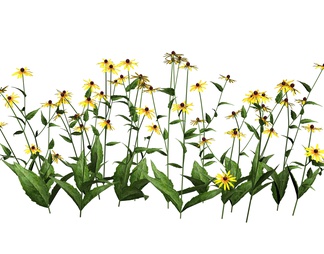 金光菊 (3) 高清免扣植物贴图