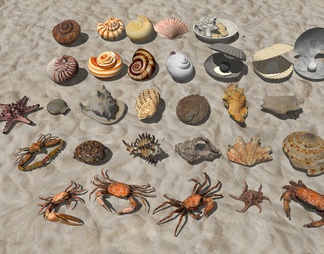摆件 贝壳 海螺 蜗牛 扇贝 海洋生物 海星 螃蟹