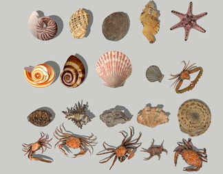 摆件 贝壳 海螺 蜗牛 扇贝 海洋生物 海星 螃蟹 海洋生物摆件贝壳摆件