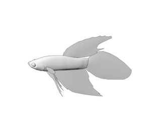 海洋生物 小金鱼