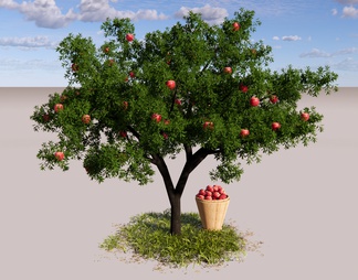 乔木 庭园果树 苹果树 景观树 红苹果