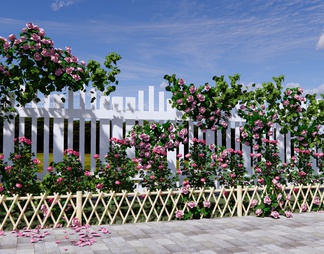 爬藤植物 玫瑰花 蔷薇花 月季 藤本植物 庭园景观花墙 网红打卡花墙