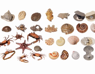 贝壳 海螺 蜗牛 扇贝 海洋生物 海星 螃蟹 海洋生物摆件 贝壳摆件