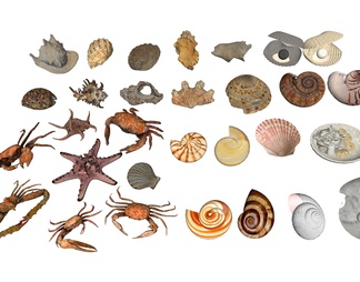 贝壳 海螺 蜗牛 扇贝 海洋生物 海星 螃蟹 海洋生物摆件 贝壳摆件