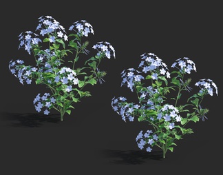 绣球花 ，蓝茉莉，木绣球