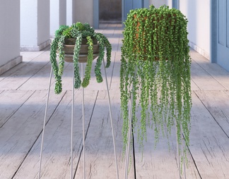 吊篮 盆栽 植物