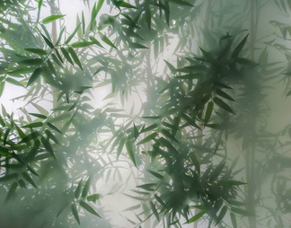 植物竹子艺术磨砂玻璃贴图