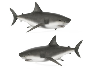 海洋生物 鲨鱼