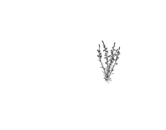 Oenothera 庭院小花草
