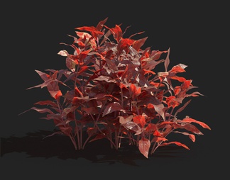 水下植物 红叶