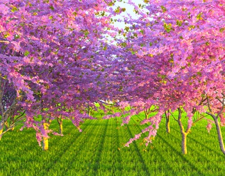景观樱花树