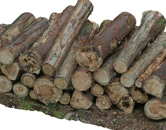 木堆 木桩  树干伐木堆