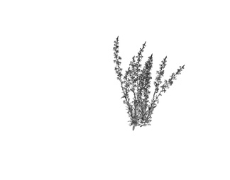 Oenothera 室外花草