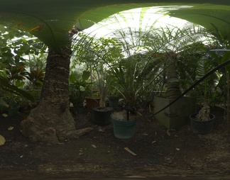 温室植物HDR贴图
