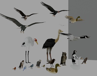 鸟类动物组合