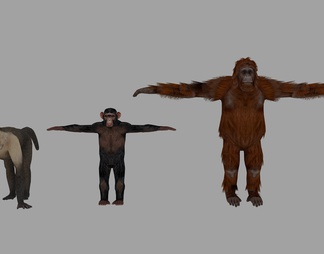 人猿 猴子 动物组合