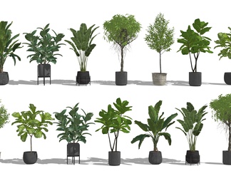 植物盆栽组合 绿植盆栽 阳台植物 室内植物