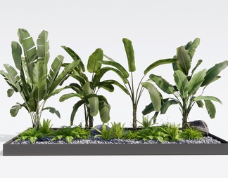 芭蕉植物 热带植物 绿植 花草 肾蕨 植物组合