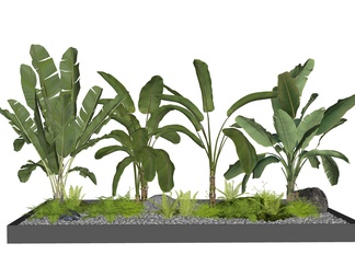 芭蕉植物 热带植物 绿植 花草 肾蕨 植物组合