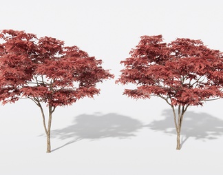 红枫造景树 景观树 庭院专用红枫 乔木