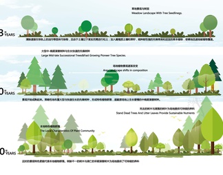 景观植物设计分析图