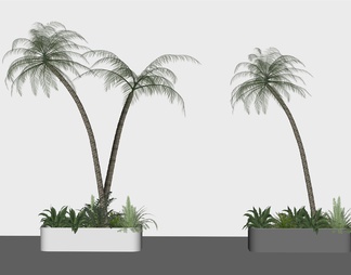 热带椰子树 棕榈树 热带植物  树池组合