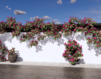 景观墙 花墙 三角梅 藤蔓植物景墙 爬藤植物 绿植墙