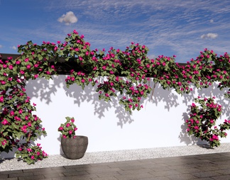 景观墙 花墙 三角梅 藤蔓植物景墙 爬藤植物 绿植墙