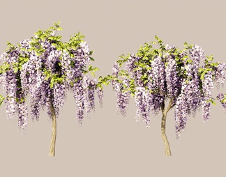 紫藤花 小叶紫薇 串钱柳 开花植物 景观树 造景树 乔木 植物 盆栽