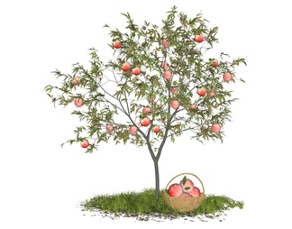 桃树 桃子树 油桃树 水蜜桃 庭园景观树 乔木 桃子果树 果篮