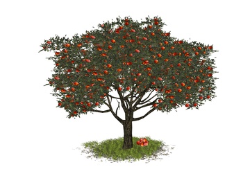 苹果树 乔木 庭园果树 景观树 红苹果 大树