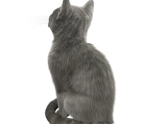灰色宠物猫，两种造型含两个max文件