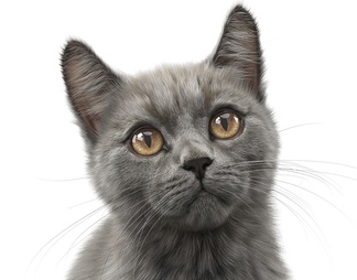 灰色宠物猫，两种造型含两个max文件