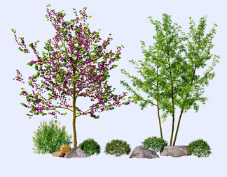 开花植物 乔木 景观树 灌木 灌木球 石头 紫荆花 盆栽 羊蹄甲树