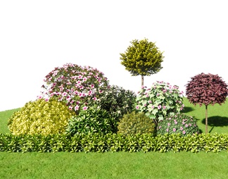 景观灌木球棒棒糖 灌木植物组合 花草花境植物组团