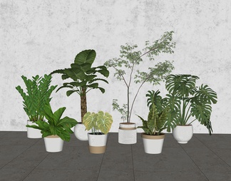 室内景观绿植盆栽  植物造景 植物景观组合