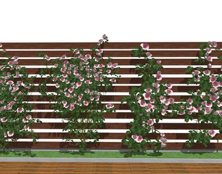 庭院绿植爬藤月季花    景观植物墙