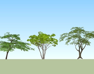 景观造型树 乔木绿植  行道树