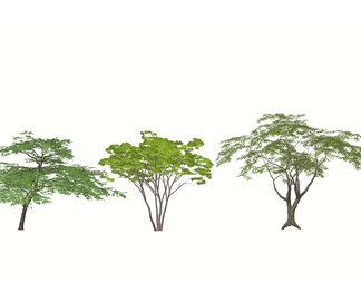 景观造型树 乔木绿植  行道树