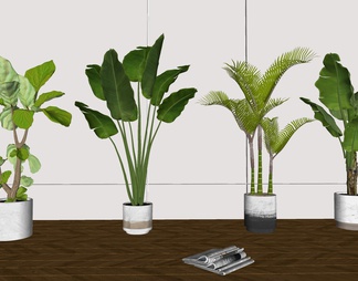 植物，盆栽