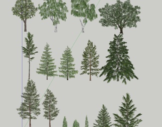 乔木 树木