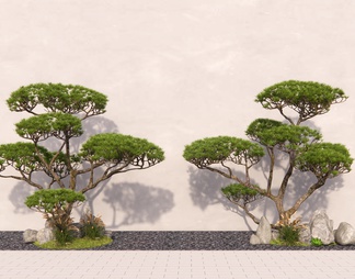 景观庭院造型树