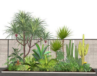 热带植物组合
