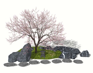 景观植物造型树樱花