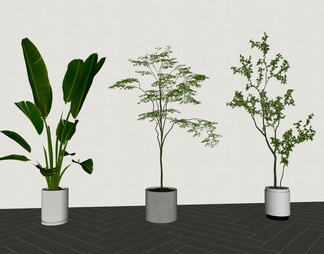 植物，绿植，盆栽