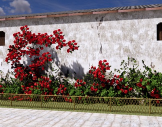 庭园玫瑰花墙