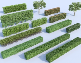 绿篱 方形灌木 方形树 方形绿篱 绿化带