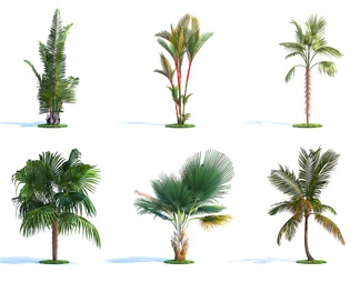 现代景观树木，户外树木，庭院树木，棕榈植物