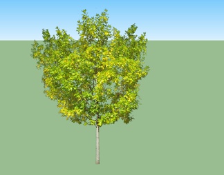 绿色植物 树